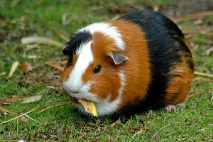 veterinarijos klinika