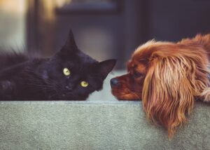 Odontologinė veterinarija – kaip pasirūpinti savo augintinio burnos ertme?