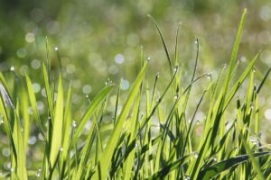Akumuliatorinis trimeris – patogus sprendimas vejos priežiūrai